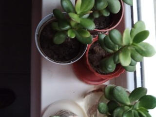 Продаю комнатные растения денежное дерево, кактусы и другие 40 руб.