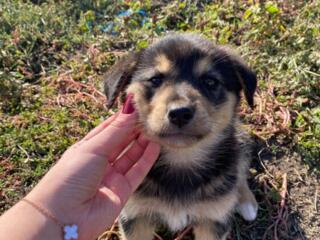 Щенята в добрые руки