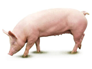 Продам домашнюю свинину