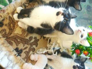 Подарю пушистых котят. Кишинев.