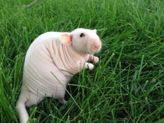 В продаже ручные гипоалергенные крыски сфинкс