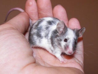 В продаже карликовые мышки