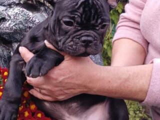 Французские бульдоги