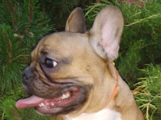 Отдам, французская бульдожка