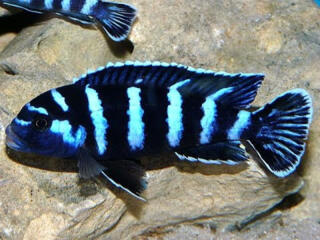 Аквариумные рыбки. Цихлиды Африки и Америки.