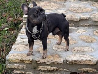 Вязка, французский бульдог, клубный, чип.