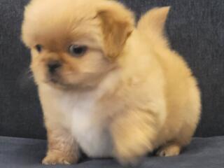 Продам королевских пекинесов.