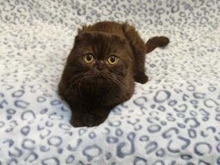 Продажа! Молодой чистокровный шотландский котик Scottish fold!
