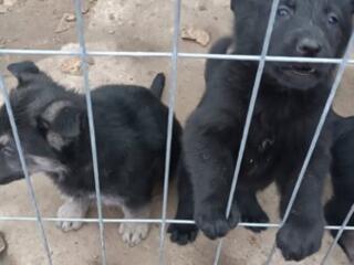 Восточно-европейские щенки овчарки