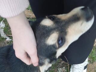 Отдаём в добрые руки