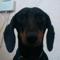 Пропала такса