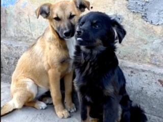 Подарю собачек