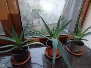 Алоэ-Вера - 50р, Столетник-35р, 25р, Фиалка-50р, по Бендерам доставить