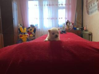 Щенки породы чихуахуа чистокровные.