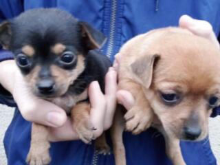 Продам щенков Русского Той Терьера