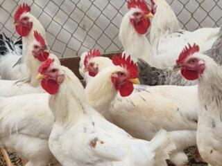 Петух. 170 рублей за штуку