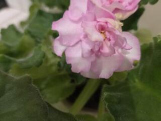 Violete, diferite culori, himera, cactus, aloe, rojdestvenic. Puiti si flori