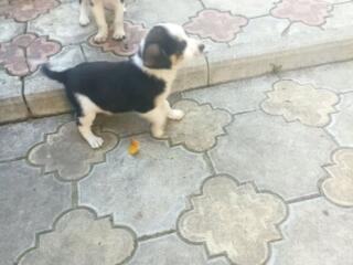 Отдам щенков