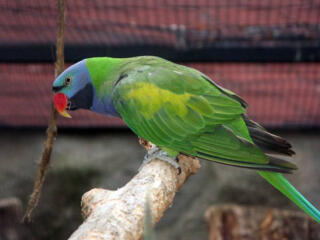 Продам попугая, китайский кольчатый