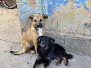 Отдам щенков для охраны в добрые руки