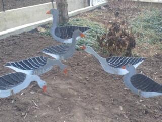 Гуси профили для охоты