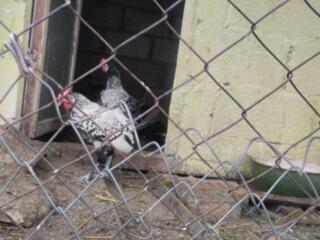 Декоративные петухи