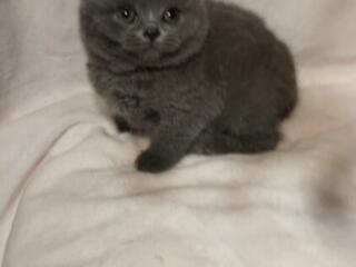 Британские котята