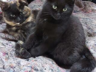 В добрые руки отдаём двух кошечек - ласковые, игривые девочки