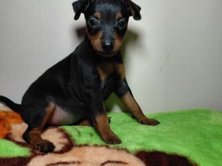 Продаются клубные щенки мини-добермана цвергпинчер