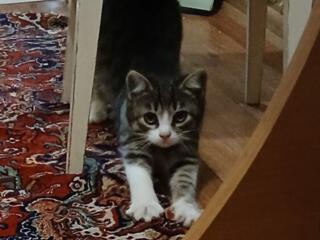 Отдам в хорошие руки