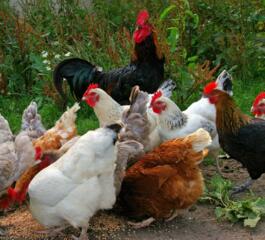 КУПЛЮ домашних молодых кур этого года. Дорого.