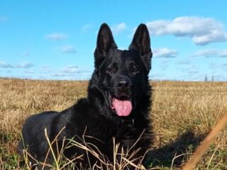 Щенки восточно-европейской овчарки- чистокровные, от красивой пары