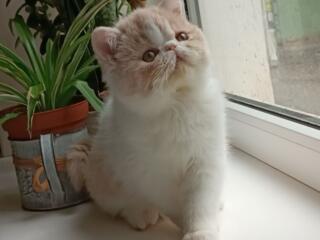 Экзоты- плюшевые детки)