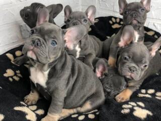 Щенки французского бульдога