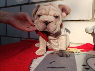 Француженка бигроп