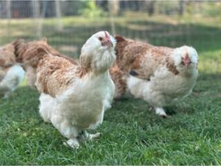 Леггорн, Ливенские, Фавероль, Орловские (ситцевые и черные)