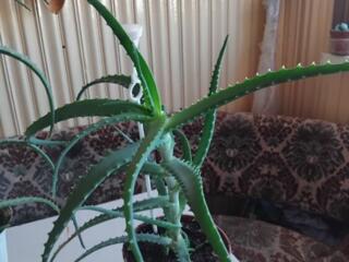 Продам алоэ 3,5года