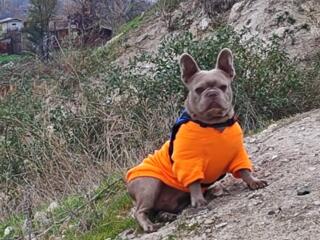 Опытный кобель