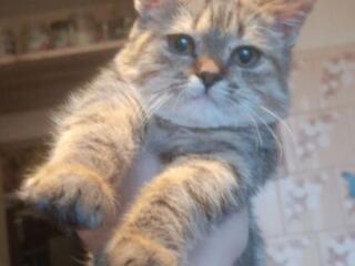 Шотландская девочка 3 месяца