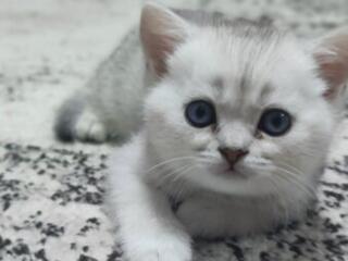 Готов любить и быть любимым, Scottish Straight-серебристая шиншилла.