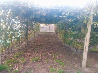 Терновка дом дача 7 соток вода электричество