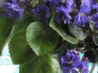 Фиалки стандарт и трейлерные 48 сортов доставим