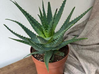 Алоэ разные