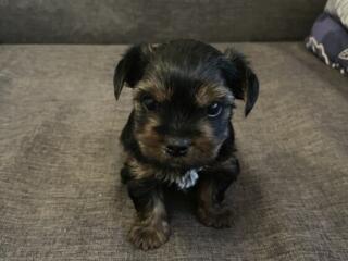 Щенок йоркширского терьера