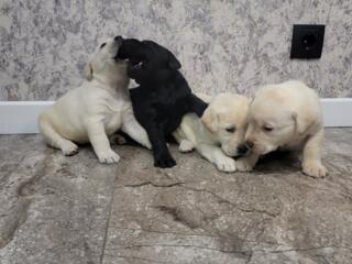 Щенки Лабрадора - Ретривера