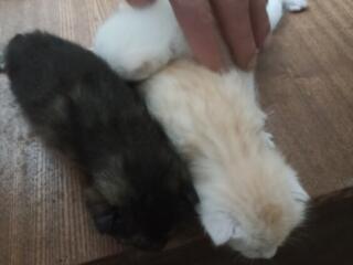 Котенок. ищет семью