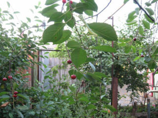 Снижена цена! Срочно ! Фасадный участок на Дмитрия Донского!