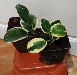 Продаем укоренённые черенки хойи более 20 сортов. Доставим.