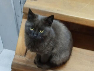 Красивая кошечка