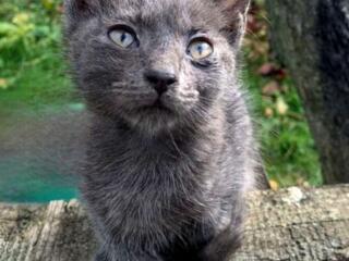 Красивые котята